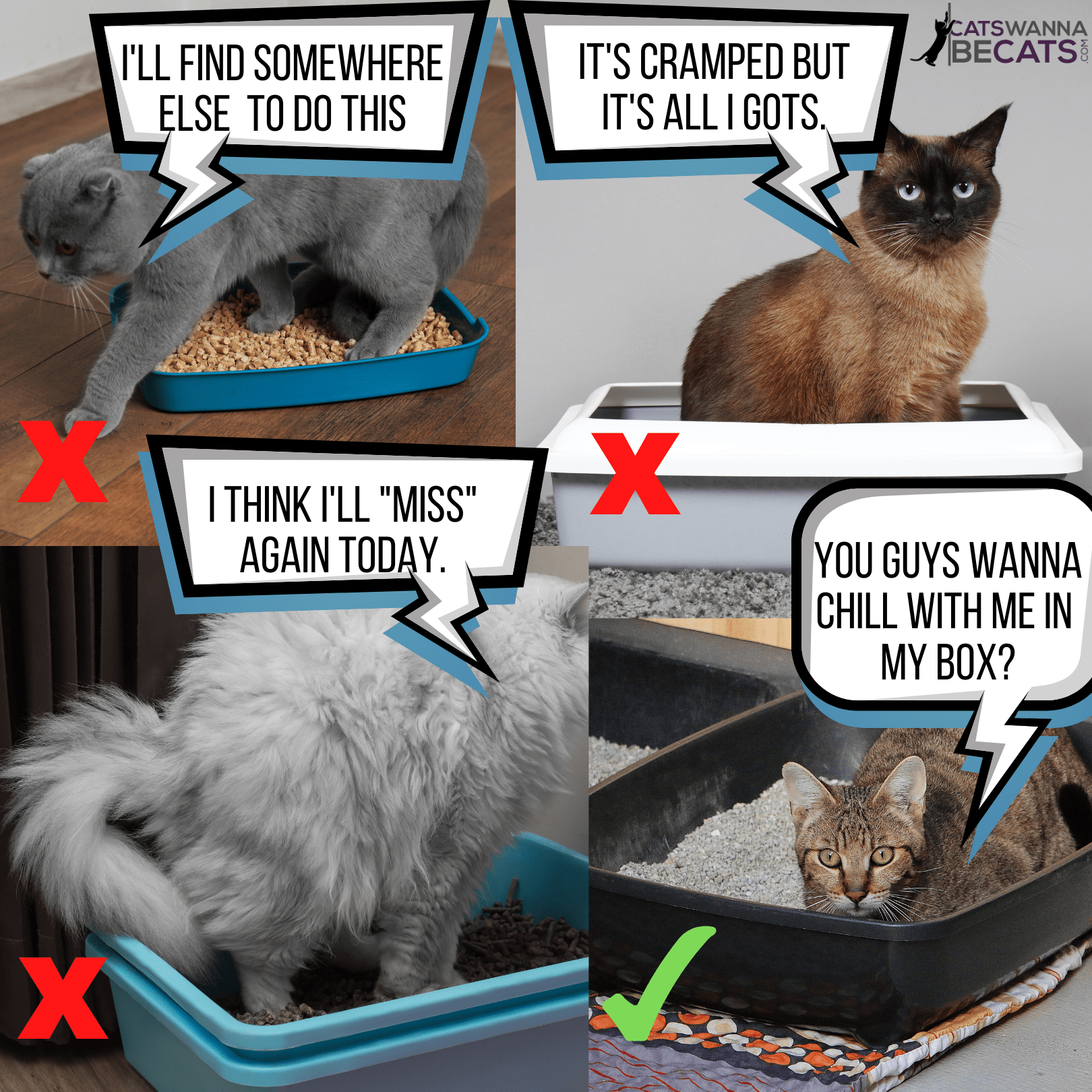 Retraining cat orders to use litter box