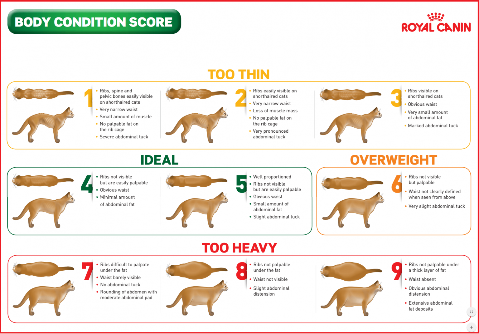 Feeding Best Practices - CatsWannaBeCats.Com